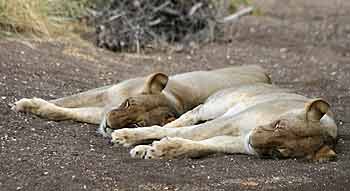 Lioness pair dozing