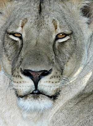 Lioness, close-up