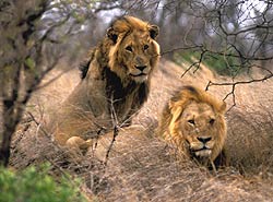Pair of male lions