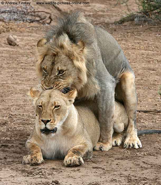 Lion male biting on female's neck while mating