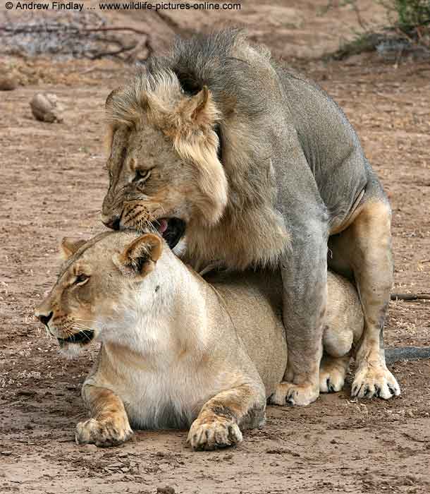Lion pair mating