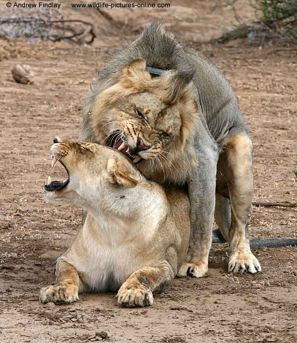 Lion male biting female's neck during mating