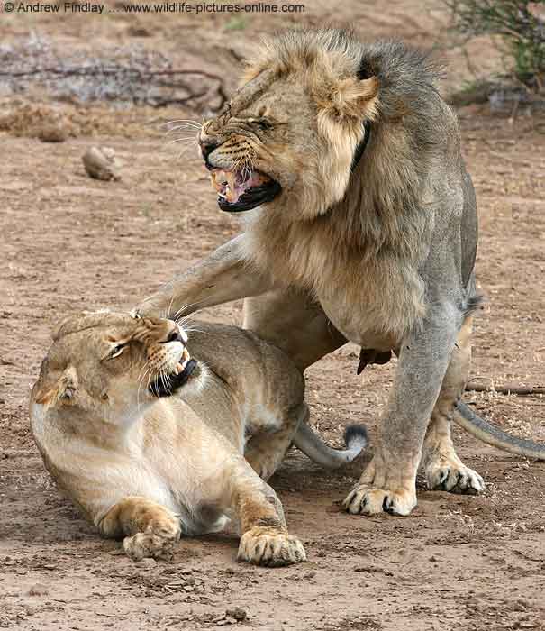 Lion male dismounts after mating