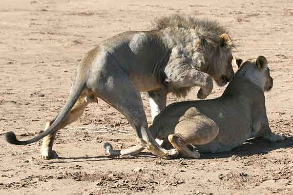 Lion about to mount lioness