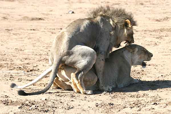 Lions growl and snarl as they mate
