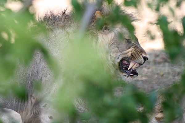 lion male growling during mating