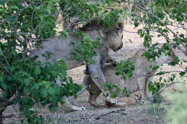 Lion male about to mount female