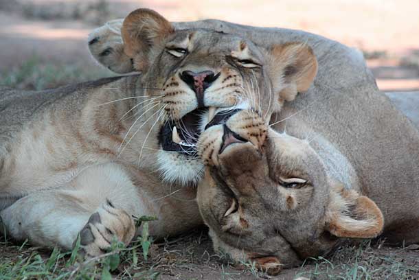 Lioness pair nuzzling affectionately