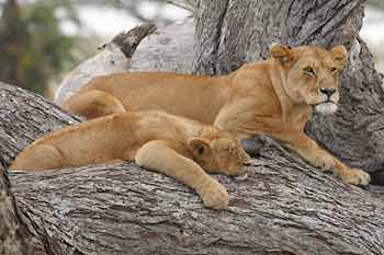 Lions on tree stump, Serengeti National Park, Tanzania