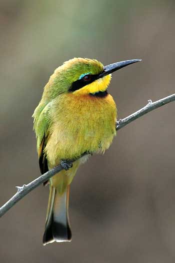 Little bee-eater on branch