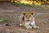 Picture of lion cub, Botswana
