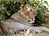 Lioness resting under shady bush, Botswana