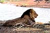 Picture of lion male on riverbank, Botswana