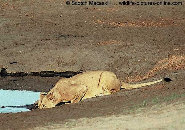 Lioness crouching to drink from waterhole, Chobe National Park, Botswana
