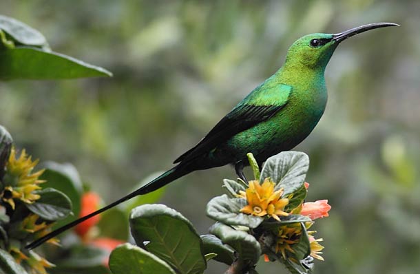 Malachite sunbird in bright green breeding plumage