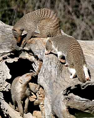 Mongooses foraging