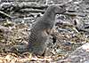 Banded Mongoose standing