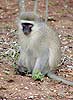 Photo of monkey sitting