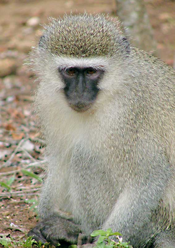 monkey129.jpg