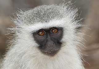 Monkey close-up, Kruger Park