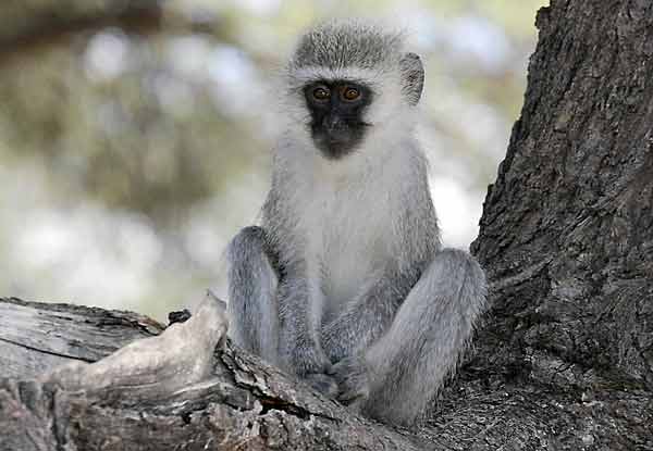 Monkey seated in tree