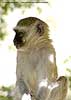 Vervet monkey head and torso