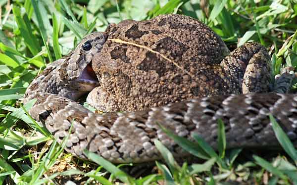Night adder latches on to frog's head