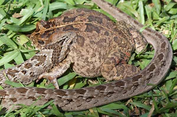 Night adder clamps jaws on frog