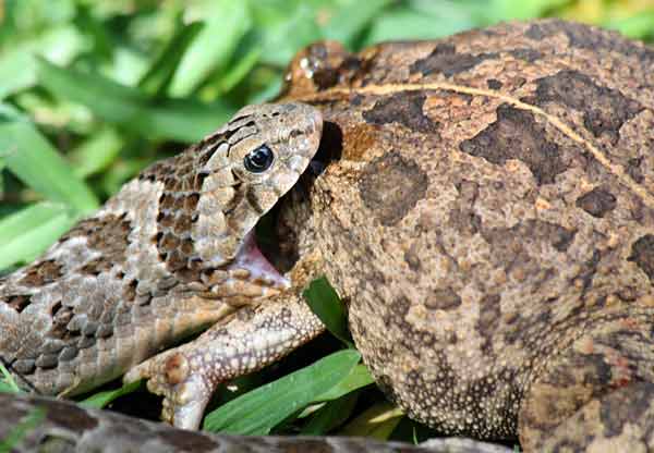 Night adder opens jaws over frog's head