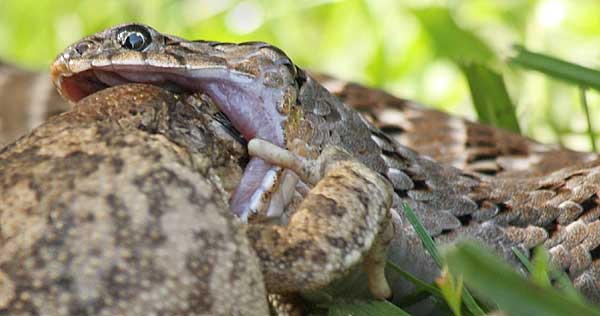 Night adder, its jaws wide, forces frog's head into its mouth