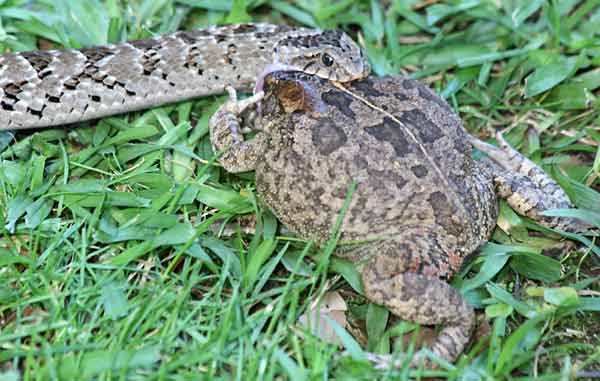 Night adder with jaws clamped around frog