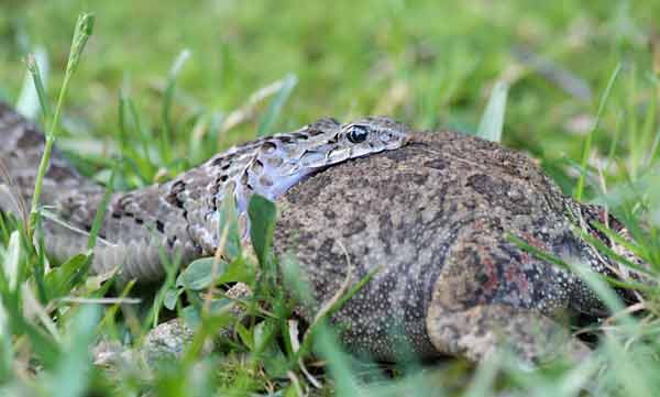 Night adder with jaws around bloated frog