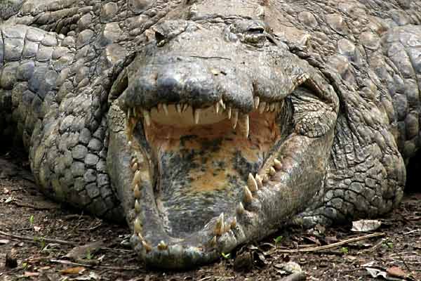 Nile crocodile (Crocodylus niloticus), close-up of its open mouth and teeth