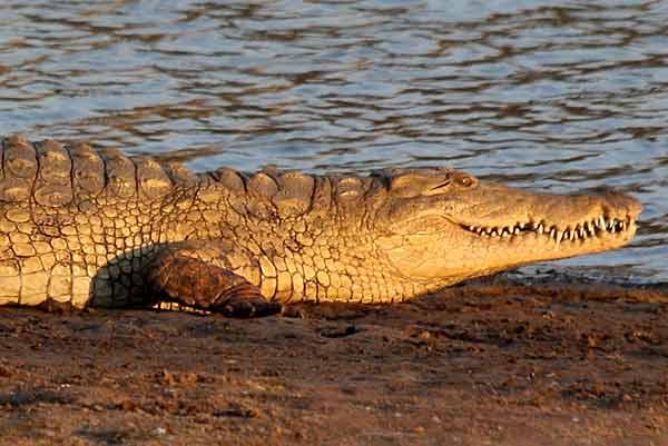 Nile crocodile (Crocodylus niloticus) head and torso