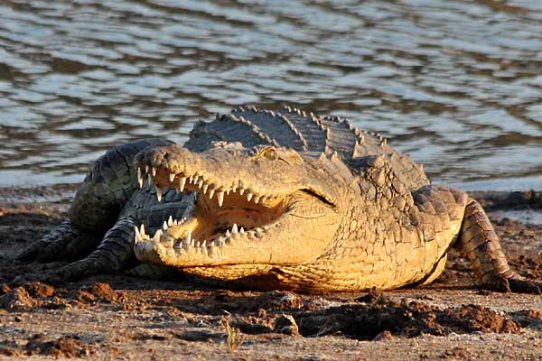Nile crocodile (Crocodylus niloticus) sunning itself