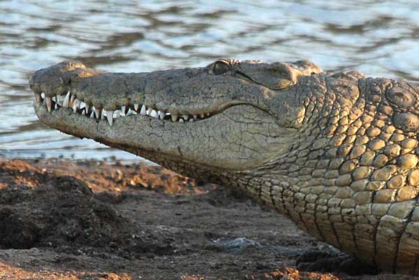 Nile crocodile (Crocodylus niloticus) close-up view of head and jaws