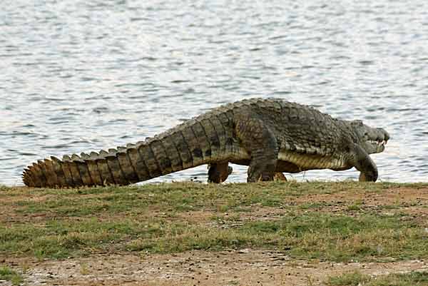Nile crocodile (Crocodylus niloticus) walking on all fours towards water