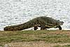 Nile crocodile walking