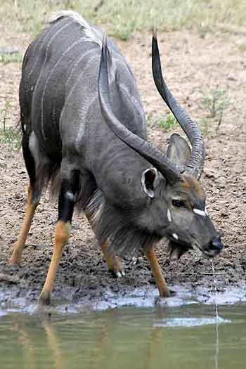 Nyala bull drinking from waterhole, Mkuze Game Reserve, South Africa