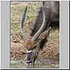 Nyala bull drinking, Mkhuzi Game Reserve, South Africa