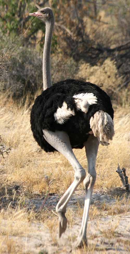 Ostrich on the move