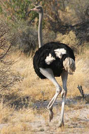 Ostrich on the trot, Okavango Delta, Botswana