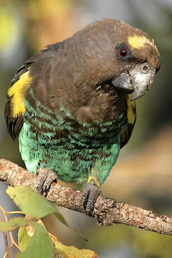 Colorful Meyer's Parrot perched on tree branch, Hwange National Park, Zimbabwe