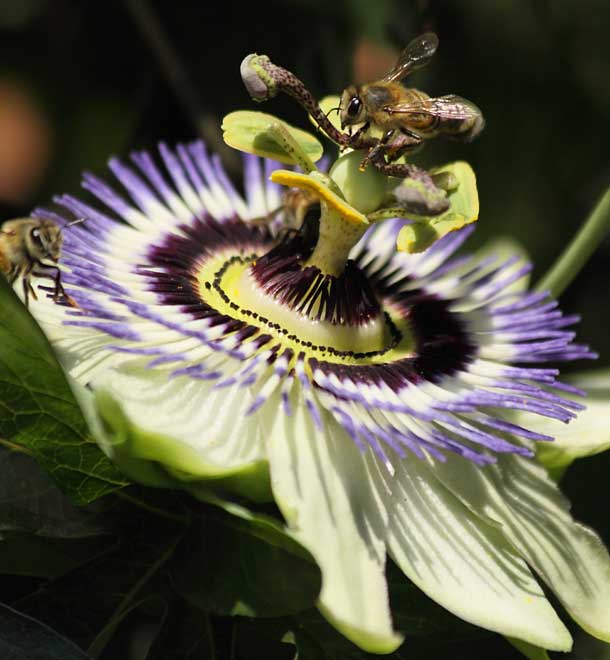 flower of passionfruit with honey bees