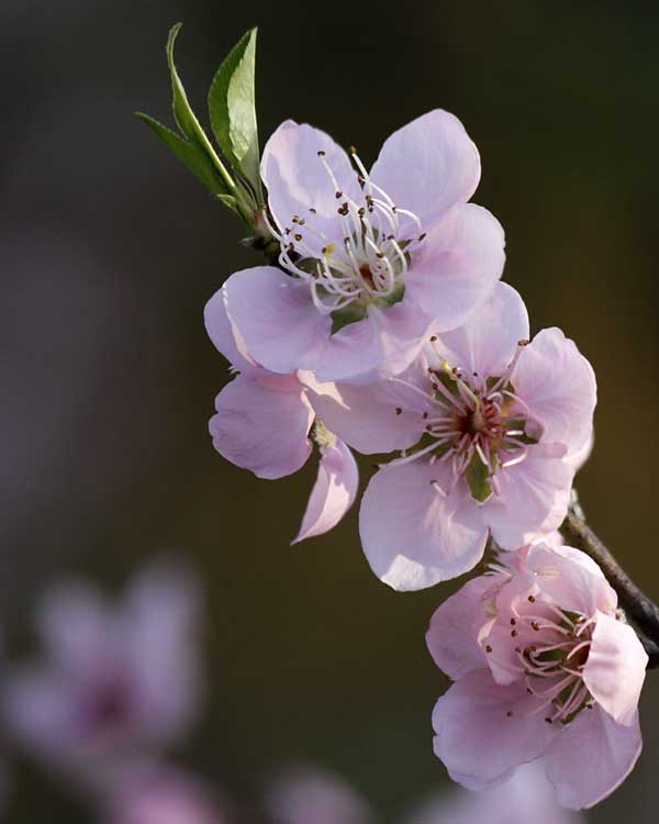 Pink Peach Blossoms Announce The Arrival Of Spring