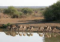 Impala drinking at Pete's Pond