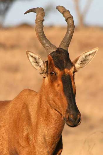 Red hartebeest close-up, Spioenkop Nature Reserve, South Africa