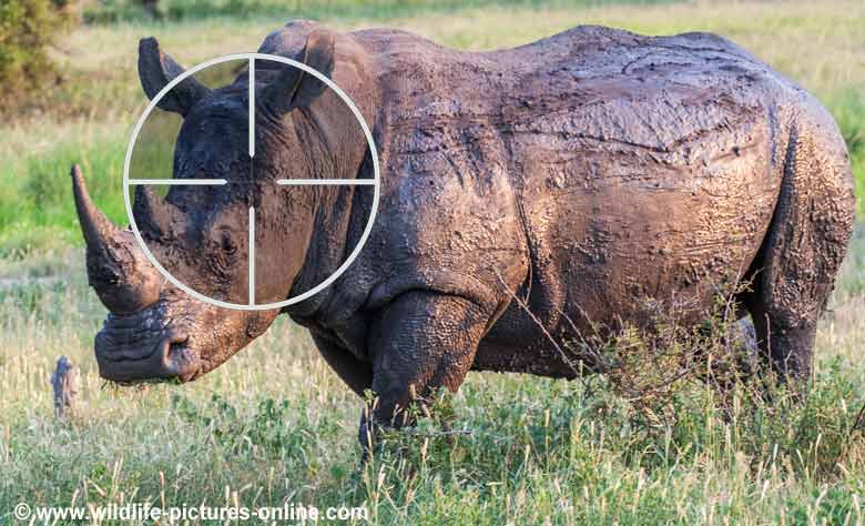 White rhino in poacher's sights