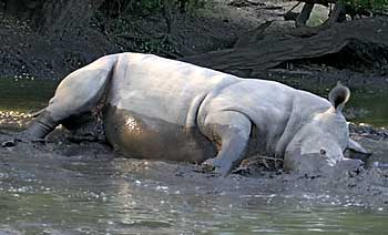 Rhino having a mudbath, Botswsana