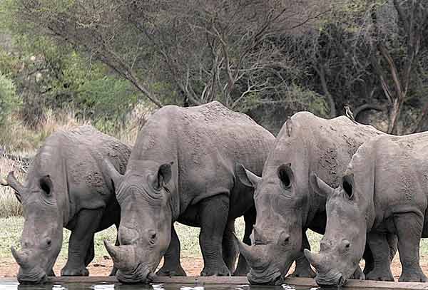 Group Of Rhinos 54